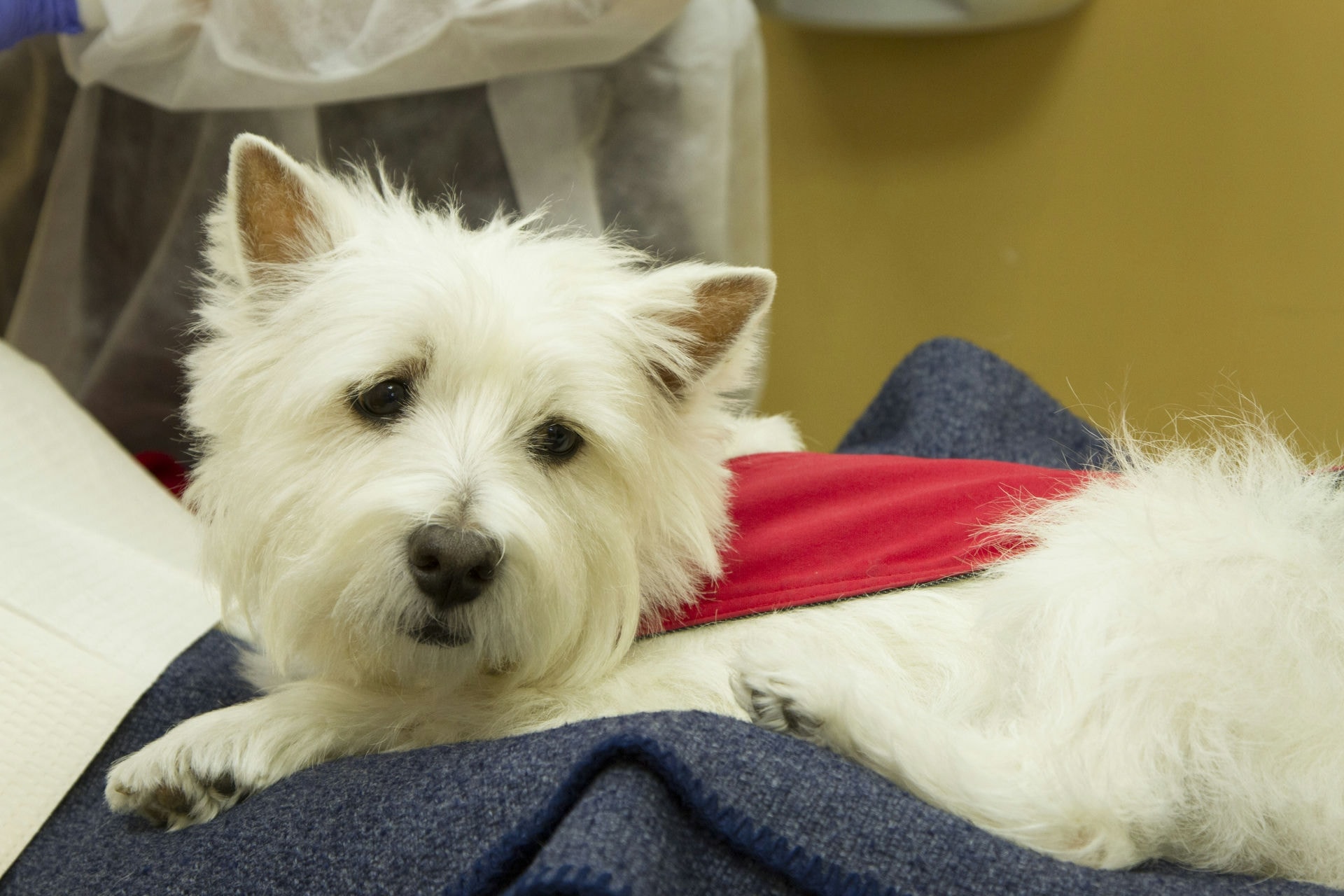 Meet SHEA Breed:  West Highland White Terrier  Likes: Fishing, Dr. Donn Winokur, staff and patients at Ocean Family Dental Favorite foods: Edamame and grilled chicken