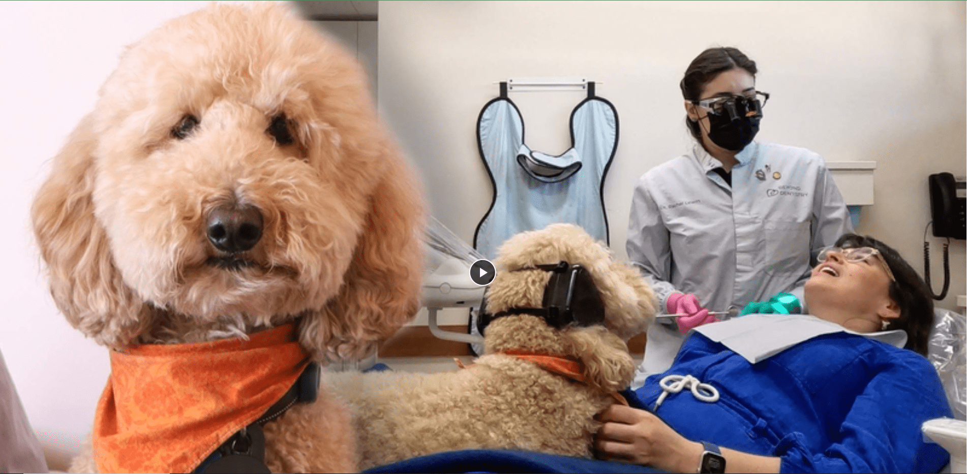 A video thumbnail showing Dr. Lewin's service dog August.