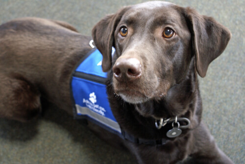 Service dog in a blue vest lying down and looking up toward the camera.